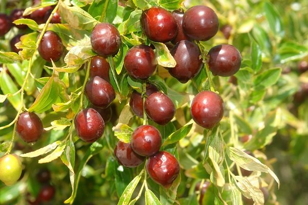 گام جدید محققان در شناسایی ژنتیکی ارقام عناب